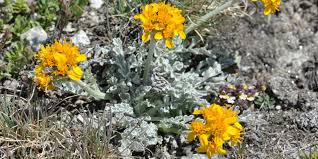 Image result for Senecio polyanthemoides