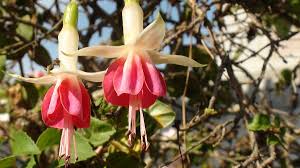 Check spelling or type a new query. Fuchsia Wikipedia