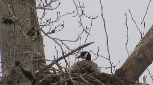 In wake of recent massive nationwide debate over racial justice in the us, racism is found in places you would never expect it to surface. Goose Claims Squatter S Rights In Abandoned Eagle Nest