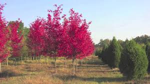«our autumn blaze maple in all her october glory. Fast Growing Autumn Blaze Maple Youtube