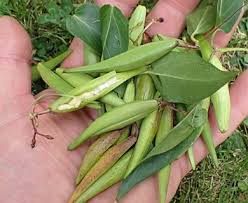 Image result for Vincetoxicum cernuum