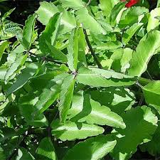 Image result for Bryophyllum