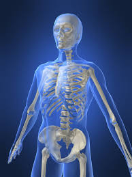 Note the organization of the bone is based on the location of blood vessels. Bones And Muscles Theschoolrun