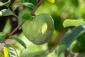The tree can reach 30 feet or more, but is fairly easily restrained. Sudafrika Cherimoya Anbau Am Ostlichen Kap