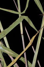 Image result for Heteropogon melanocarpus