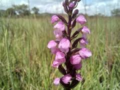 Image result for Brachycorythis buchananii
