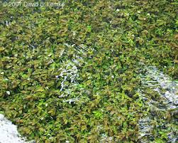 Image result for Hygrophila spiciformis