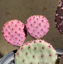 Image result for Opuntia