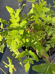 Image result for Osmunda regalis
