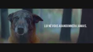 À quelques jours des départs en vacances, période noire pour les animaux domestiques, la fondation 30 millions d'amis repart en campagne contre l'abandon. Campagne De Sensibilisation Contre L Abandon Des Animaux Animaux Chien Petit Chien