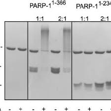 International issues of freedom from oppression, freedom of speech, political, sexual and religious freedom all came to the fore as student protests racked cities, declarations of independence. Pdf A Third Zinc Binding Domain Of Human Poly Adp Ribose Polymerase 1 Coordinates Dna Dependent Enzyme Activation