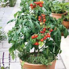 Tumbling tom would also be a good choice and it comes in both red and yellow types! Patio Choice Red Cherry Tomato Seeds Park Seed