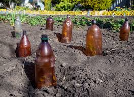 We did not find results for: How To Protect Plants From Frost And Freeze A Green Hand