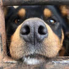 No Im Not Resting You Cant Stop Me Ed Kelpie Kelpies Kelpiesofaustralia No Im Not Resting You Cant Stop Me A Dog S Tale Working Dogs Dogs