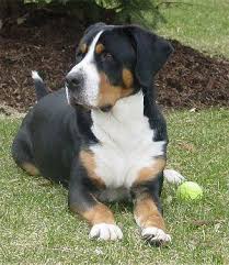 She is so excited to find her new forever family! Greater Swiss Mountain Dog Information And Pictures Greater Swiss Mountain Dog Mountain Dog Breeds Entlebucher Mountain Dog