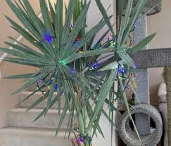 Image result for Cyphia mazoensis