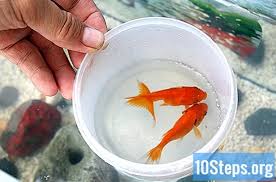 Cara menjernihkan air aquarium bisa dilakukan secara mandiri dengan alat dan bahan yang mudah untuk didapatkan. Cara Membersihkan Akuarium Kecil Dengan Gambar Ensiklopedia 2021