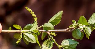 Image result for Centema subfusca