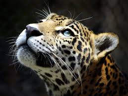 Best leopard wallpaper, desktop background for any computer, laptop, tablet and phone. Leopard Desktop Wallpapers Top Free Leopard Desktop Backgrounds Wallpaperaccess