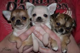 Explore 42 listings for chihuahua puppies for free uk at best prices. Chihuahua Breeders Near Plainfield Illinois