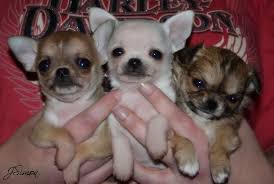 Maybe you would like to learn more about one of these? Chihuahua Breeders Near Marshall Texas