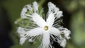 Image result for Metteniusaceae