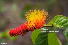 Image result for Cordia sp.A.