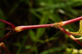Image result for Persicaria nepalensis