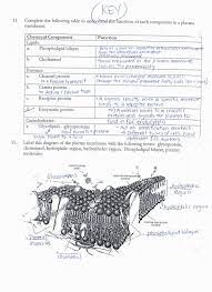 Cell membrane color sheet and build a cell membrane activity from cell membrane coloring worksheet answers , source: Pin On Coloring Pages