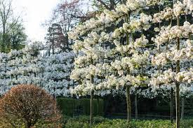 Enter your designs or view winning designs from the spoonflower vegetable & herb gardens challenge. Pleached Crab Apple Trees Malus Evereste Hopes Grove Nurseries