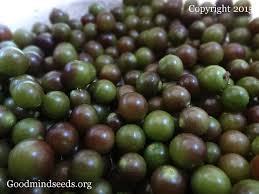 Image result for Physalis angulata