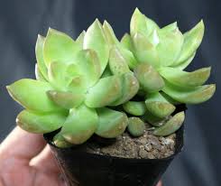 Itanse良品ｾﾚｸﾄ通販