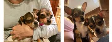 Browse 20,298 chihuahua puppies stock photos and images available, or search for puppy or puppies playing to find more great stock photos and pictures. Adopt Chihuahua Puppies Rescued From Illegal Mill Still Need Homes Wyckoff Franklin Lakes Daily Voice