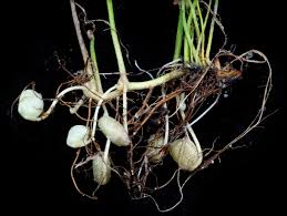 Image result for Marsilea villifolia