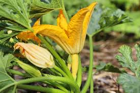 We did not find results for: How To Hand Pollinate Zucchini Sustainable Holly