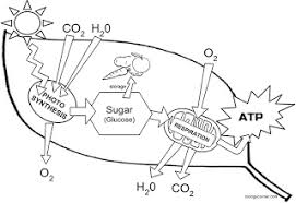 Biochemistry Basics Pogil Answer Key Pdf Photosynthesis Coloring Biology Classroom Biology Worksheet Photosynthesis