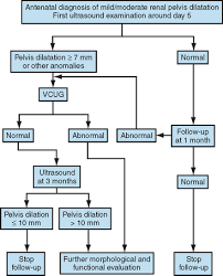 The Fetal Genitourinary Tract Radiology Key