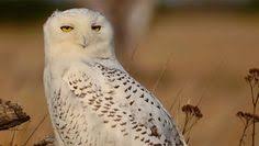 Orange Birds Of Western Washington Arctic Snowy Owls Return To Western Washington Bird Pictures Snowy Owl Owl
