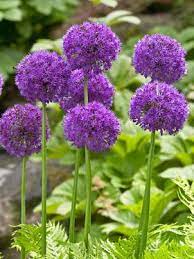 Allium Purple Sensation Planting Bulbs Beautiful Flowers Plants