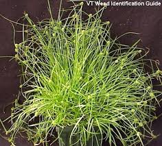 Image result for Kyllinga squamulata