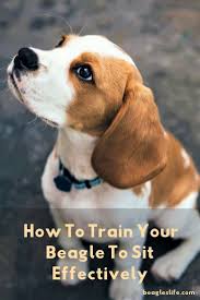 How To Train Your Beagle To Sit Effectively Beagle Puppy Beagle Puppy Training