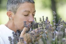 Lavender relaxing Stock Photos, Royalty Free Lavender relaxing Images