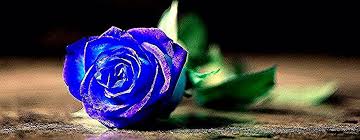 Wallpaper Bunga Mawar Biru Hd 7 Arti Mawar Biru Yang Bisa Mewakili Perasaan Kamu Gambar Bunga Mawar Biru Jenis Tanaman Terbaru Ladies In 2020 Flowers Rose Plants