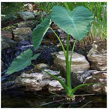 Striking elephant ear with a mosaic pattern of green, cream and yellow on its foliage. 3 Colocasia Ruffles Elephant Ear Plant Bulbs Tropical Great House Plant Water Garden Plants Small Water Gardens Elephant Ear Plant