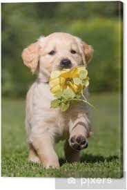 The golden retriever is one of the world's favorite family pets thanks to his outgoing personality golden retrievers have boundless energy too, making them the perfect choice of pet for a family. Leinwandbild Golden Retriever Welpe Mit Blume Pixers Wir Leben Um Zu Verandern