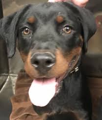 Black And Brown Dog Breeds Medium Animal Id 38724495 Species Dog Breed Rottweiler Age 8 Months 1 Day Gender Female Size Medium Color Black Brown Site Department O Dogs Animals Dog Breeds