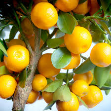 Calamondin trees can grow indoors and in shade but they thrive if grown in full sun. Citrus Calamondin Suttons