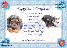 5 out of 5 stars. Yorkie Puppy Birth Certificates Gemstone Yorkies Boutique Exotic Rare Yorkies Merle Yorkies Breeder California Teacup Yorkie Puppies For Sale Colorful Yorkie Puppies Gold Blonde Yorkies Black Chocolate Blue Eyed Merle Yorkies White Yorkie Rare