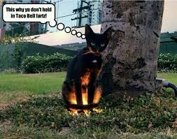 Don T Hold In Taco Bell Farts Funny Animals Funny Animal Pictures Cute Animals