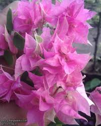 Bunga anyelir sering juga disebut dengan bunga teluki, nama ilmiahnya adalah dianthus caryophyllus. Jual Bibit Bougenville Tumpuk 082332224620 Gudang Bibitku
